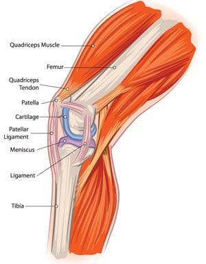 Diagram of the human knee